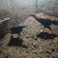 مرغ وخروس|حیوانات مزرعه|مرند, |دیوار