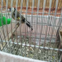 سهره جوجه و ماده