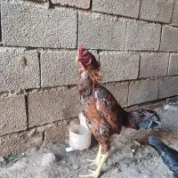 لاری ۱۰ماهه