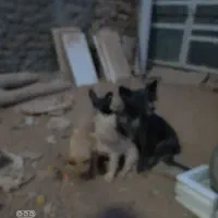 پاکوتاه خوشگل