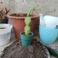 گل های آپارتمانی