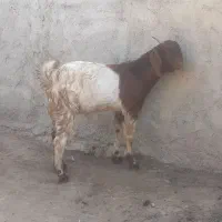 دو عدد بزغاله چاق|حیوانات مزرعه|گنبد کاووس, |دیوار