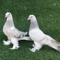 ترکیه نر گزن ایستیم