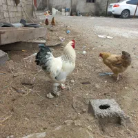 خروس ۷ ماهه پا پر