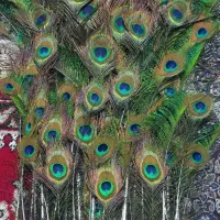 فروش پر طاووس