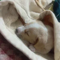 میکس پامر شیتزو|سگ|شاهرود, |دیوار