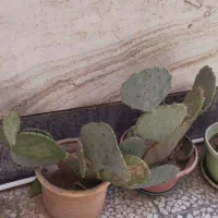 گل های خاردار|گل و گیاه طبیعی|شیراز, احمدآباد|دیوار