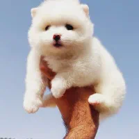 سگ های اپارتمانی