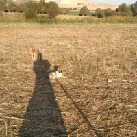 توله سگ|سگ|اردبیل, |دیوار