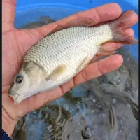 ۲۰۰۰ عدد درشت