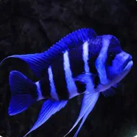 ماهی فرانتوزا سایز بزرگ