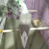 عروس وایت ابلق سه ماهه دستی