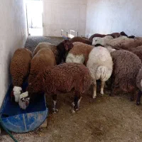 بره نر پایه پلوار