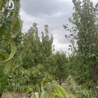 باغ شهری سی سخت امتیاز آب وبرق وگاز|فروش زمین و ملک کلنگی|سی‌سخت, |دیوار