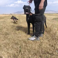 سگ گریدین|سگ|تهران, بلوار کشاورز|دیوار