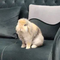 فروش خرگوش نر لوپ هلندی