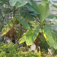 فروش گل گیاه