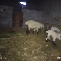 میش زه اول