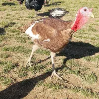 بوقلمون ارگانیک برنز و بوربون