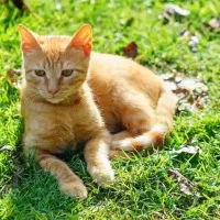 گربه واگذاری