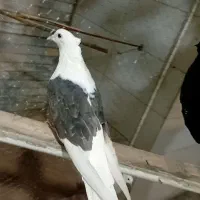 دوکتی یا پشتدار زیره ای