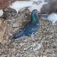 تعدادی کبوتر|پرنده|آبادان, |دیوار