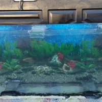 اکواریوم|ماهی|تربت جام, اسماعیل آباد|دیوار
