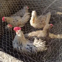 فروش سه عدد جوجه خروس و اردک