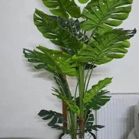 درختچه مصنوعی برگ انجیری|گل مصنوعی|تهران, نازیآباد|دیوار