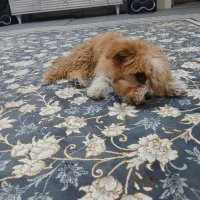 واگذاری و فروش سگ