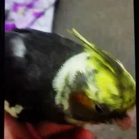 گمشده در اردکلو