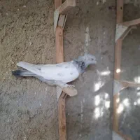 ماده سینه سبز دوکت سفید به شرط