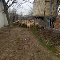 گوسفند|حیوانات مزرعه|مشگین شهر, |دیوار