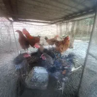 مرغ و خروس فرفری کم یاب|حیوانات مزرعه|جویبار, |دیوار