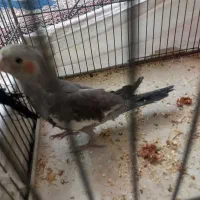 عروس هلندی سخنگو