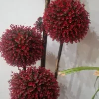 گل شمشاد قرمز
