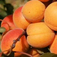 نهال زردآلو کیفیت بالا و تضمینی|خدمات باغبانی و درختکاری|سلماس, |دیوار