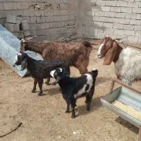 دوراس بز جوان بزغاله ها یکی نر و یکی ماده