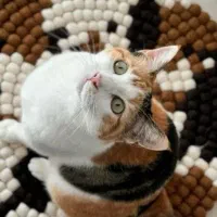 واگذاری گربه