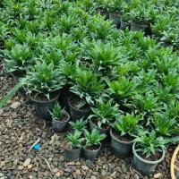 گل های آپارتمانی شامادورا. پتوس .آگلونما و..|گل و گیاه طبیعی|چاف و چمخاله, |دیوار