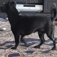 سگ گمشده سگ گمشده.. مژدگانی هم داده میشود|سگ|بم, |دیوار