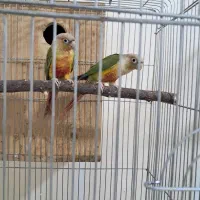 ۳جفت گیرینچیک مولد|پرنده|پاکدشت, پاکدشت (مامازند)|دیوار