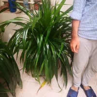 گیاه طبیعی پاندانوس|گل و گیاه طبیعی|اهواز, پادادشهر|دیوار