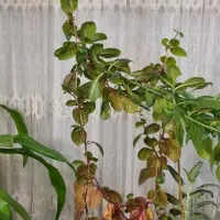 گل و گیاه|گل و گیاه طبیعی|شاهین‌شهر, فردوسی|دیوار