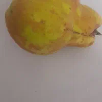 هیوا