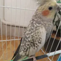 عروس هلندی ماده