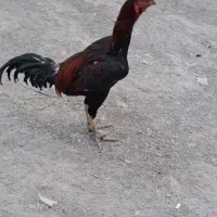 خروس لاری