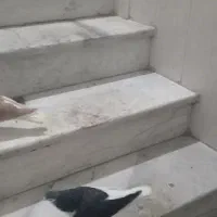 کفتر جفت چپ