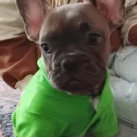 سگ فرنچ بولداگ