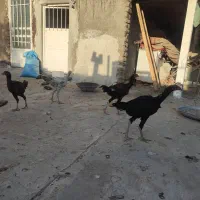 ۶ عدد لاری